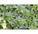 PACHYSANDRA terminalis