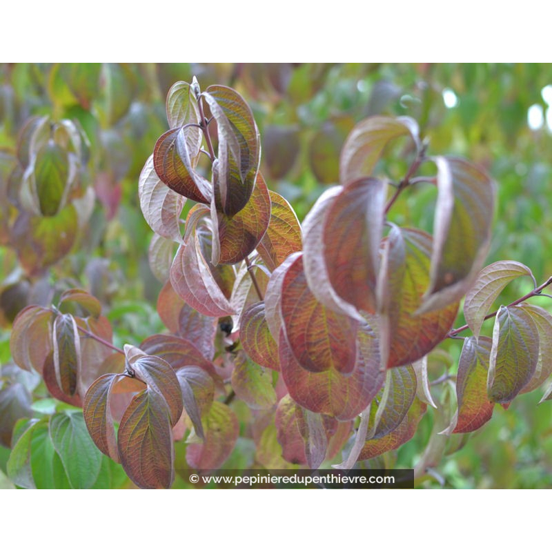CORNUS sanguinea
