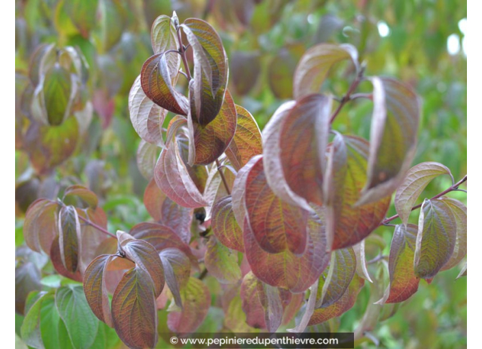 CORNUS sanguinea