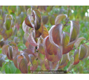 CORNUS sanguinea