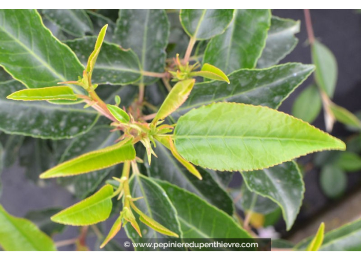 PRUNUS lusitanica 'Angustifolia'