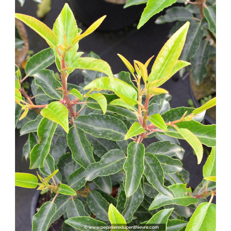 PRUNUS lusitanica 'Angustifolia'