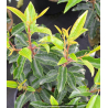 PRUNUS lusitanica \'Angustifolia\'