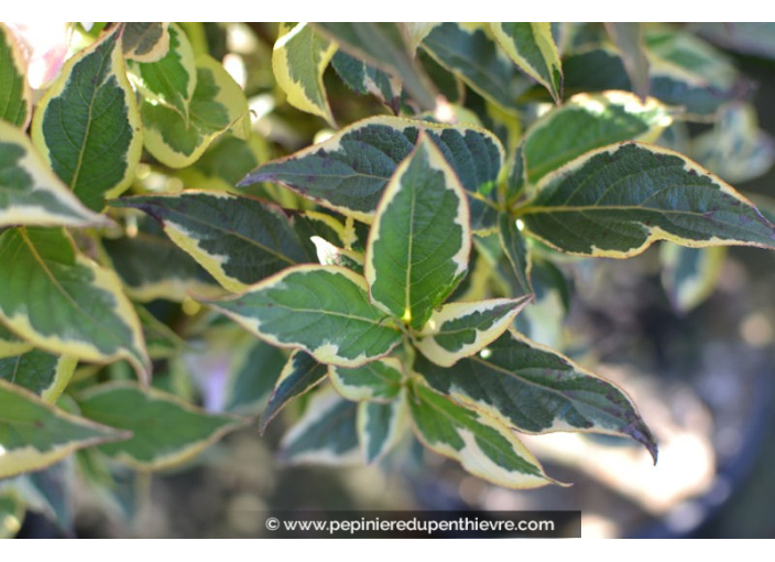 WEIGELA florida 'Variegata'