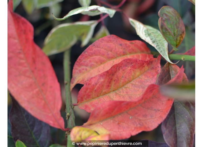 EUONYMUS europaeus 'Red Cascade' EUONYMUS europaeus 'Red Cascade'