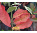 EUONYMUS europaeus 'Red Cascade' EUONYMUS europaeus 'Red Cascade'