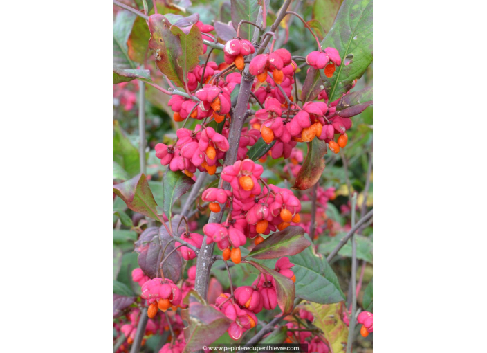 EUONYMUS europaeus 'Red Cascade'