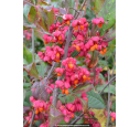 EUONYMUS europaeus 'Red Cascade' EUONYMUS europaeus 'Red Cascade'