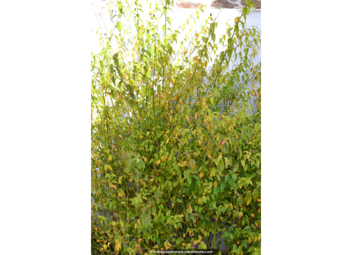 KERRIA japonica 'Pleniflora'