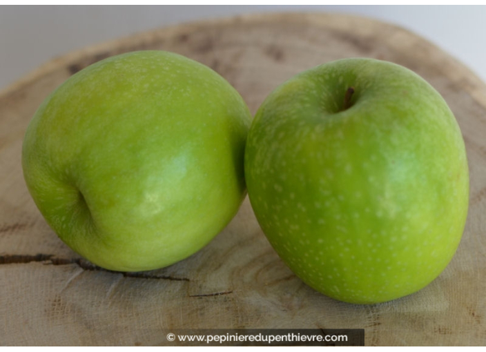 POMMIER ‘Granny Smith’ POMMIER ‘Granny Smith’