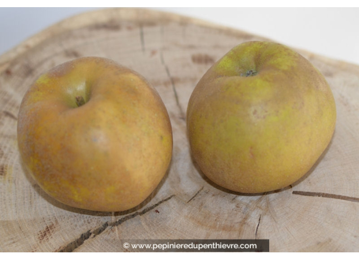 POMMIER 'Reinette grise du Canada'