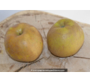 POMMIER 'Reinette grise du Canada'