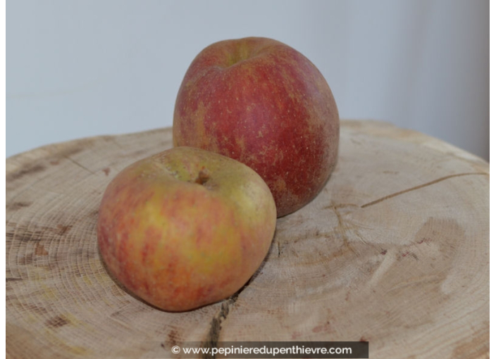 POMMIER 'Belle de Boskoop'