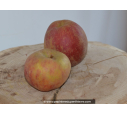 POMMIER 'Belle de Boskoop'