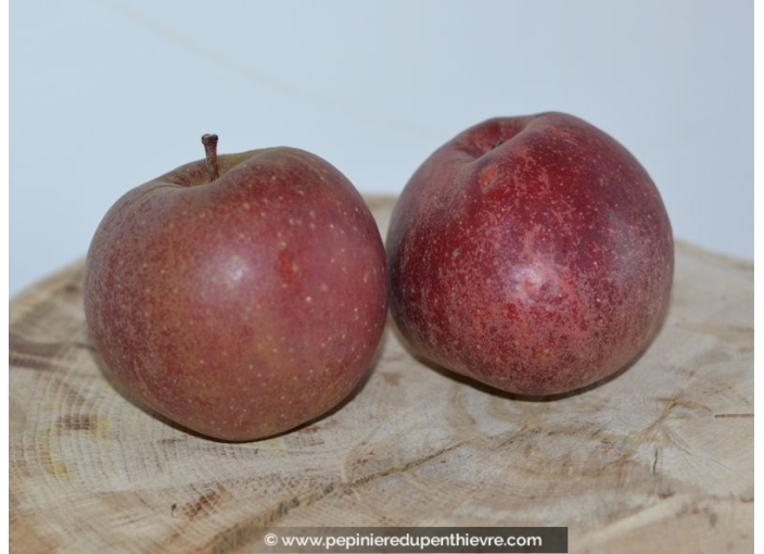 POMMIER 'Boskoop Rouge' POMMIER 'Boskoop Rouge'