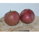 POMMIER 'Boskoop Rouge' POMMIER 'Boskoop Rouge'