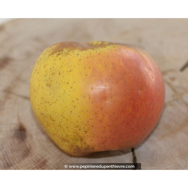 POMMIER 'Reinette d'Armorique'