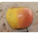 POMMIER 'Reinette d'Armorique'