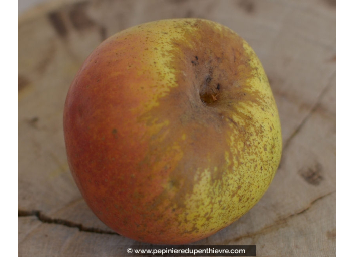 POMMIER 'Reinette d'Armorique'