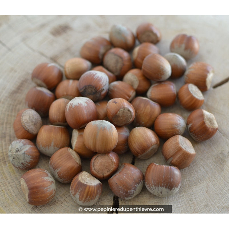 NOISETIER 'Fertile de Coutard'