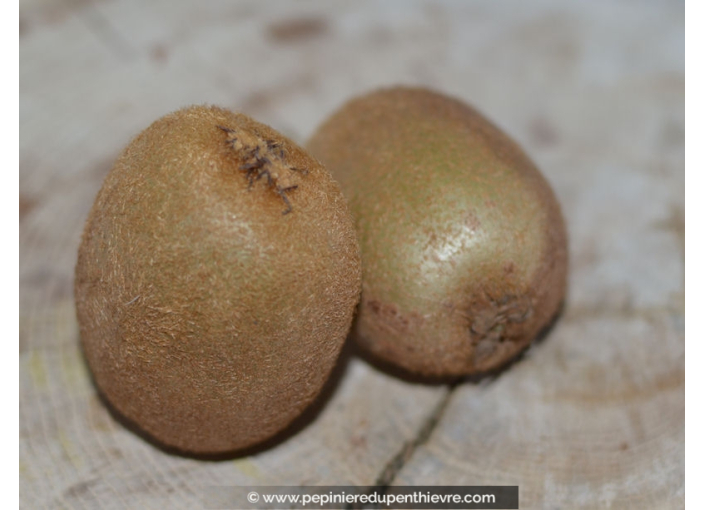 KIWI 'Hayward' (femelle) KIWI 'Hayward' (femelle)