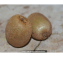 KIWI 'Hayward' (femelle) KIWI 'Hayward' (femelle)