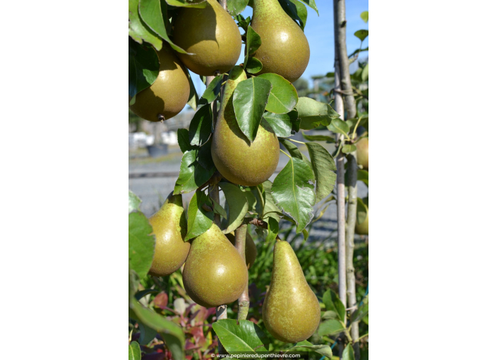 POIRIER 'Conférence'