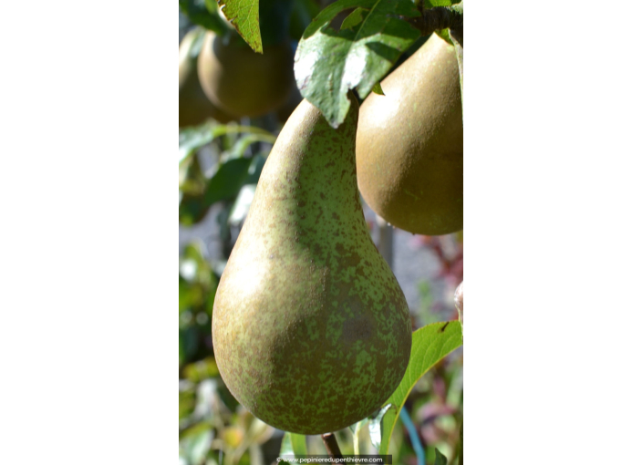 POIRIER 'Conférence'