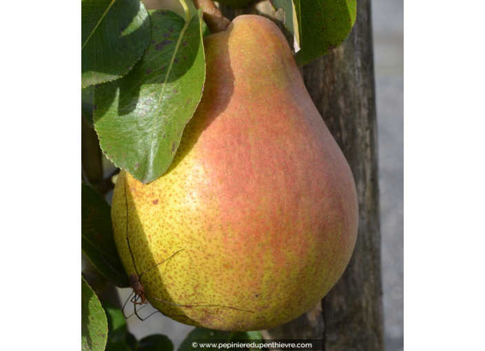 POIRIER 'Doyenné du Comice' POIRIER 'Doyenné du Comice'