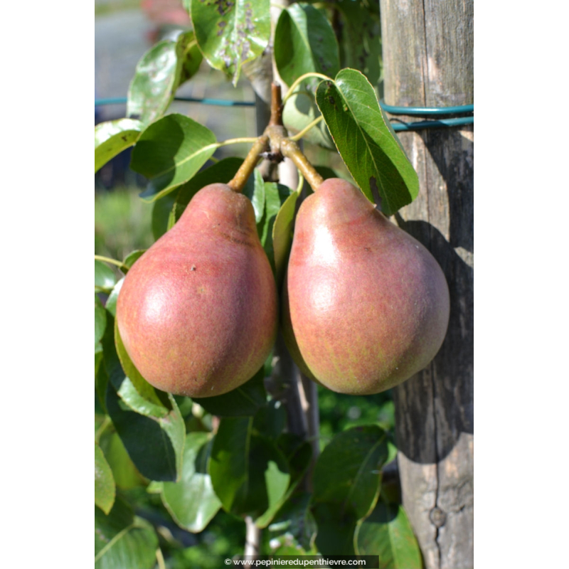 POIRIER 'Doyenné du Comice'