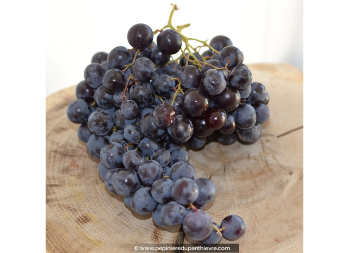 VIGNE DE TABLE 'Aladin'