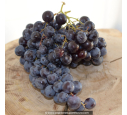 VIGNE DE TABLE 'Aladin'