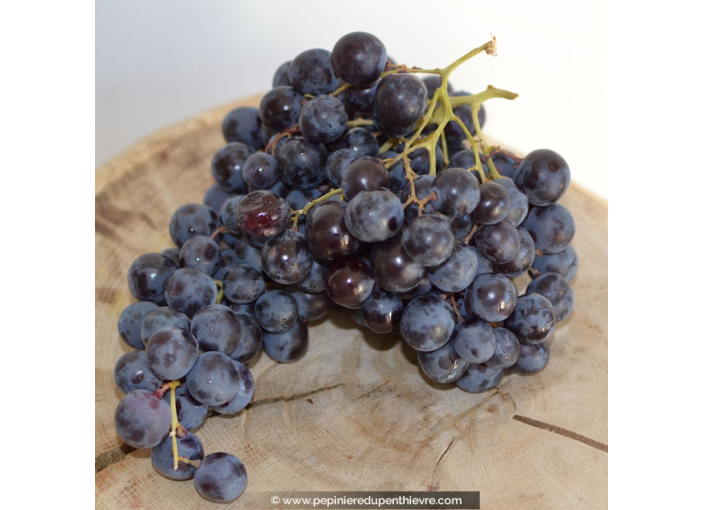 VIGNE DE TABLE 'Aladin'