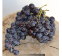 VIGNE DE TABLE 'Aladin'