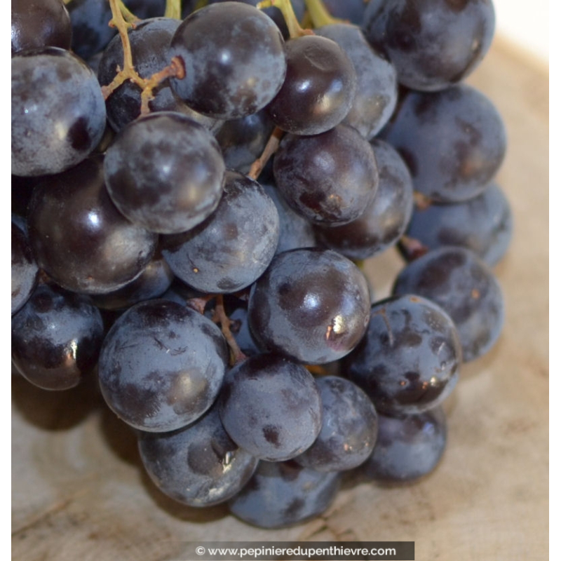 VIGNE DE TABLE 'Aladin'