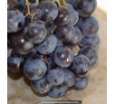 VIGNE DE TABLE 'Aladin'