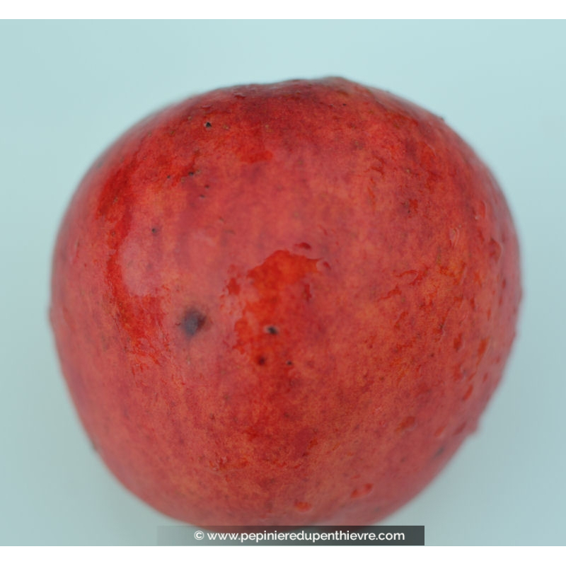 MALUS 'Grand Alexandre'