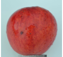 MALUS 'Grand Alexandre' MALUS 'Grand Alexandre'