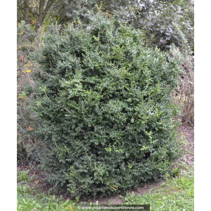 BUXUS sempervirens