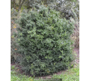 BUXUS sempervirens