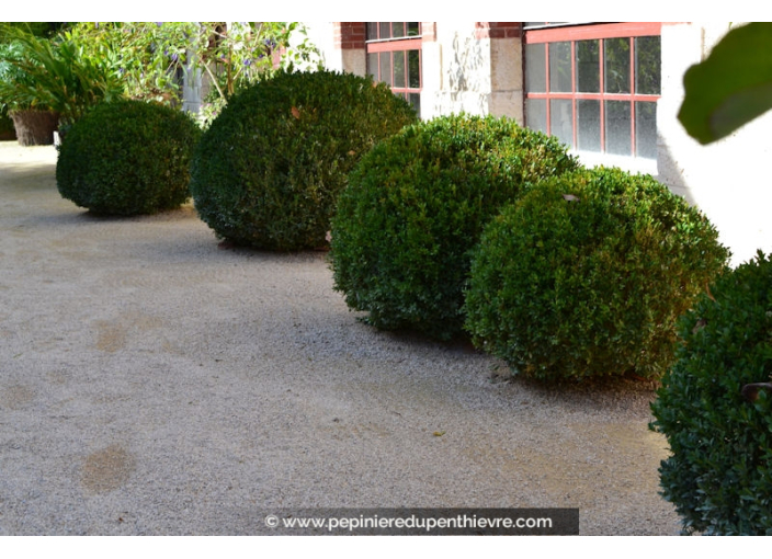 BUXUS sempervirens