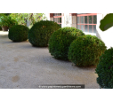 BUXUS sempervirens
