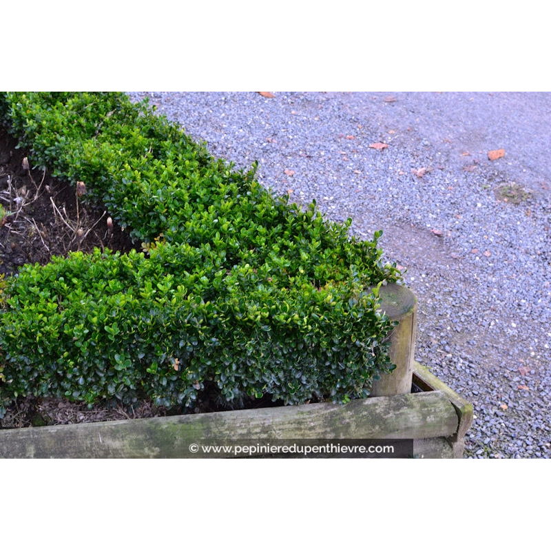 BUXUS sempervirens 'Suffruticosa'