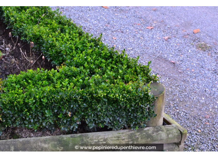 BUXUS sempervirens 'Suffruticosa'