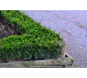 BUXUS sempervirens 'Suffruticosa' BUXUS sempervirens 'Suffruticosa'