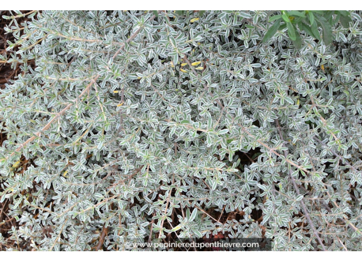 COPROSMA X kirkii 'Variegata'