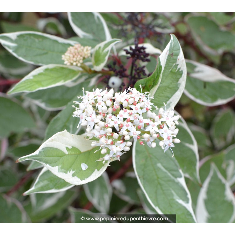 CORNUS alba 'Elegantissima'
