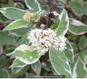 CORNUS alba 'Elegantissima' CORNUS alba 'Elegantissima'