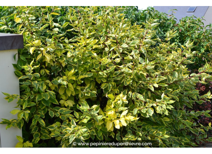 CORNUS alba 'Gouchaultii'