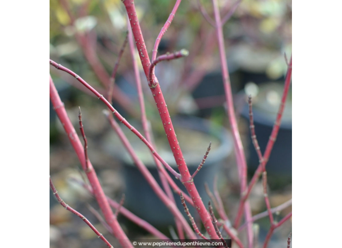 CORNUS alba 'Elegantissima' CORNUS alba 'Elegantissima'